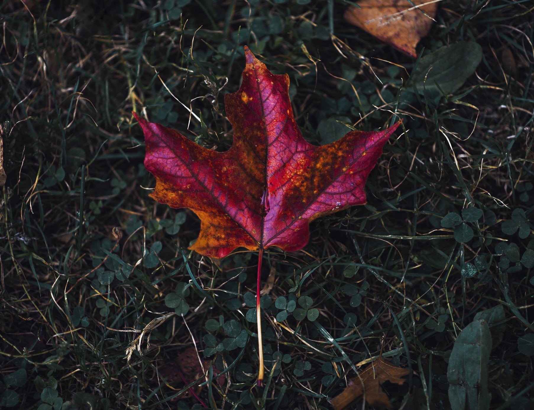 Canadian